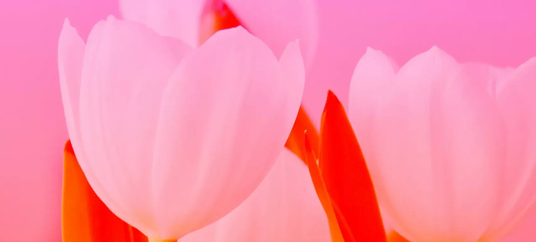 danielle suijkerbuijk ntnkDuf tH8 unsplash scaled 1