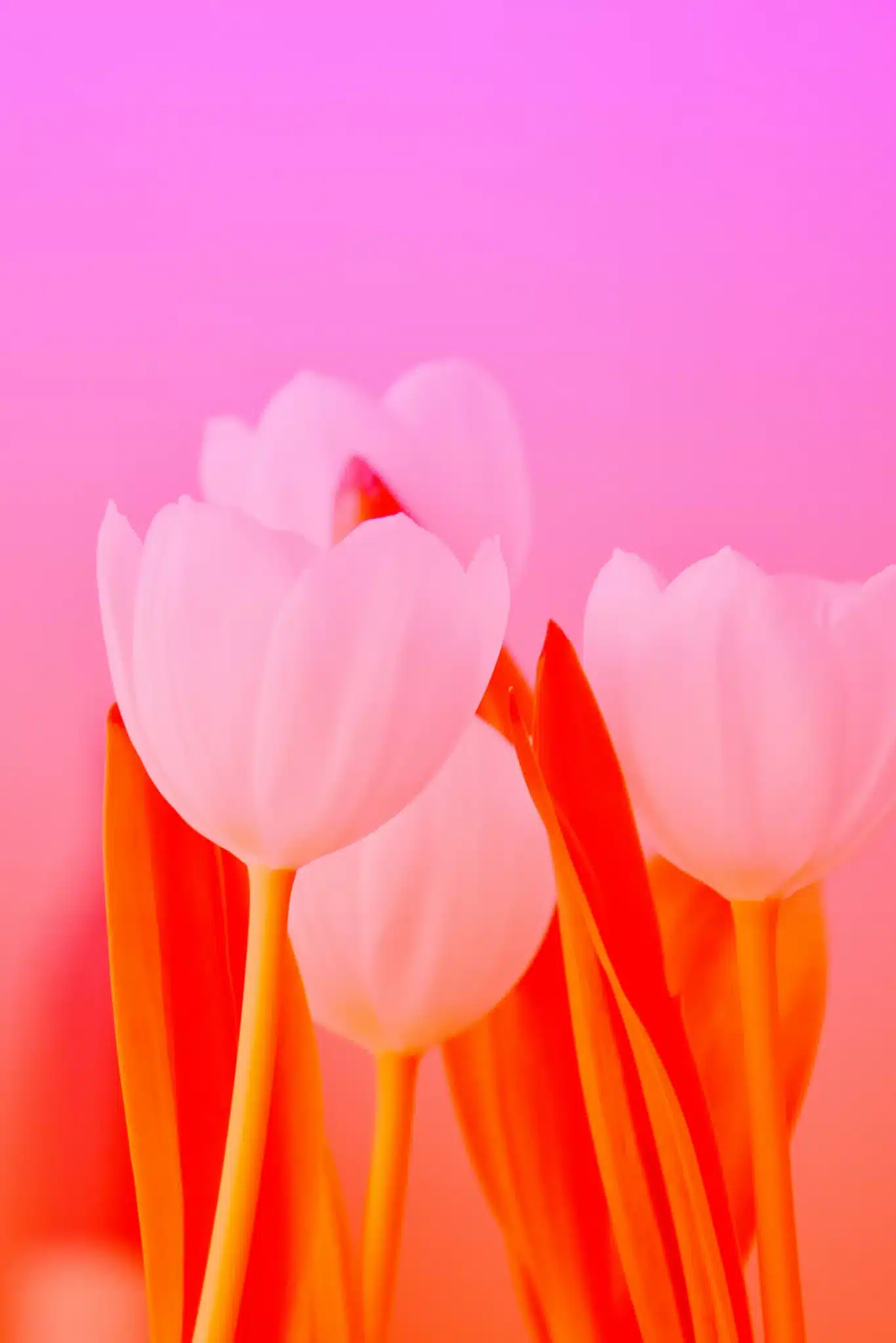 danielle suijkerbuijk ntnkDuf tH8 unsplash scaled 1 scaled